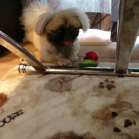 まだ暑がるもぐの画像