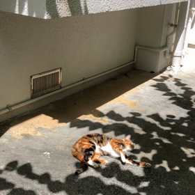 日向ぼっこの画像