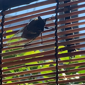 7/24（土）オリンピック始まりましたねの画像