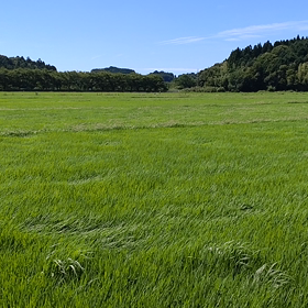 この時期一番のパワースポットの画像