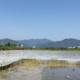 カエルの会話の画像