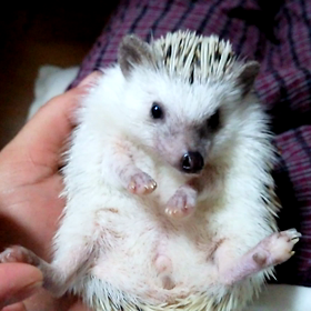 ♯こすず  ジタバタ♯の画像