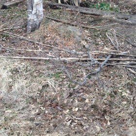 グラウディングの画像