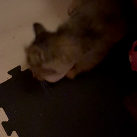 三色団子との戦い(￣(工)￣)の画像