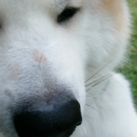 今朝も元気にゴロ寝散歩。少し歩いては、ゴロ寝休憩。そして又歩く、時々走る。けっこう他のワンに出会の画像