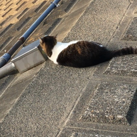 もうすぐ米朝首脳会議ですか！の画像