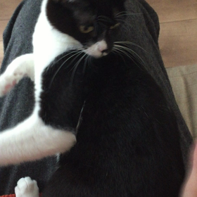 ポンポンとサワサワどっちがお好み？の画像