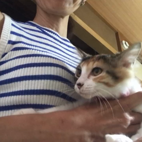 里親募集中 三毛長毛のサクちゃんの画像