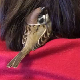 エア 水浴びの画像