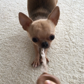 オモチャ遊び♬の画像