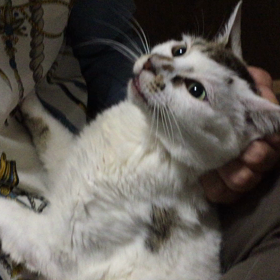 ゆとりとサスケの画像