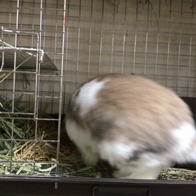 おうじろうのかまってアピールの画像