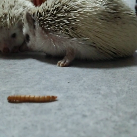 ♯おやつだよ～～～♯の画像