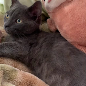 遊ぼーよーの画像