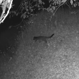 すぎぴたんの事件簿シーズン3　402話（柿に届かない！　ハクビシン）の画像