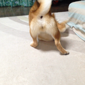 ガム大好き【動画】の画像