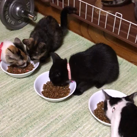 譲渡会お疲れさま☺️の画像