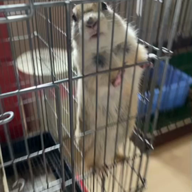 リチャードソンジリスの、りっちゃん✨の画像