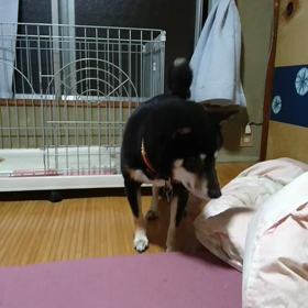 ちょっとブレていますの画像