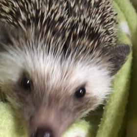 可愛いハリネズミの画像