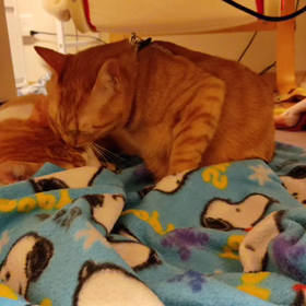 サラワレル キレルの画像