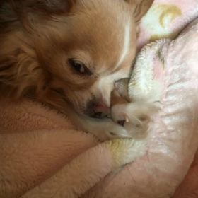 電気毛布に骨抜きにされる愛犬の画像