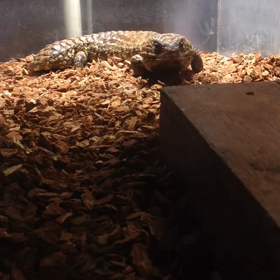 ヒガシマツカサトカゲの画像