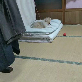 【Amebaおみくじ】2020年の運勢は...の画像