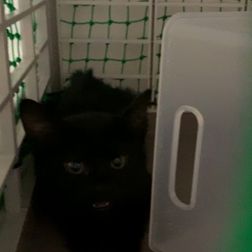 怖がりさんなクロの画像