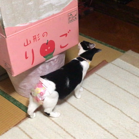 嗅ぎまくりの画像