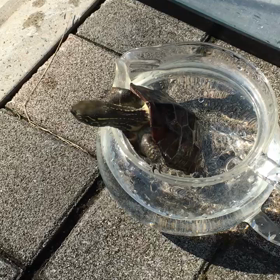 亀の子 クーちゃん脱走！！できずchackです！の画像