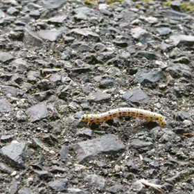 あー、なんだか平和だ。(虫嫌いの方、観覧注意)の画像