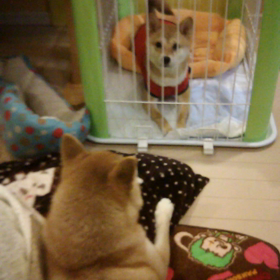 お仕置き中の画像