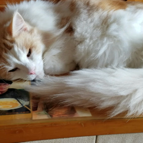 2017.9/15    ハクチャンの画像