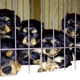 首が(♡˙︶˙♡)の画像