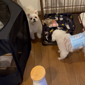 私にはわかるの画像