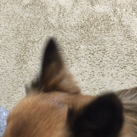 いないいないばぁとチワワの画像