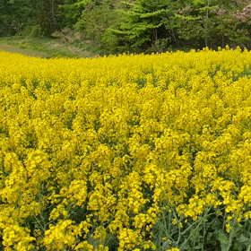 喜多方 三ノ倉高原 菜の花フェスタ 22 満開 見頃を迎えています Sybilleの部屋