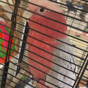 モモイロインコの画像