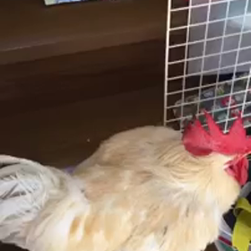 朝忙しく、ペットを買いたい方へオススメの画像