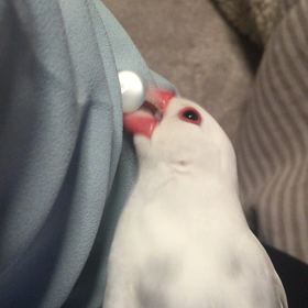 ごきげんさんの画像