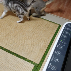 蝉が鳴き始めましたの画像