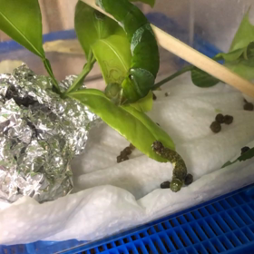 しんかんせん君が思いの外かわいい 芋虫飼育記録 にゃろめの子育て グルメ 15年5月生まれ