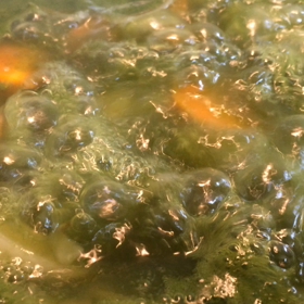 Green Calais♪の画像