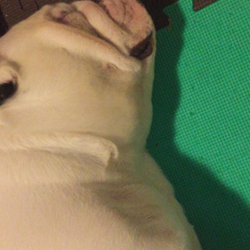 何の夢？？？の画像