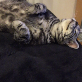 ネコ好きの願望の画像