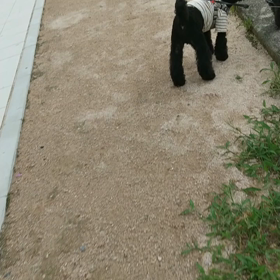 ボクたちのへりウォークの画像