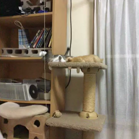 親バカですの画像