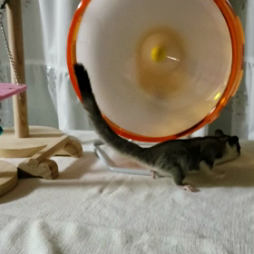 プチ散歩♪の画像