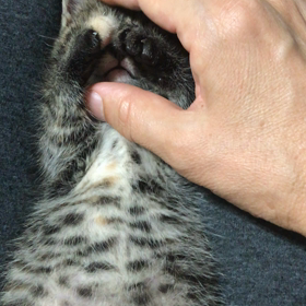 お寝むネムネムの画像